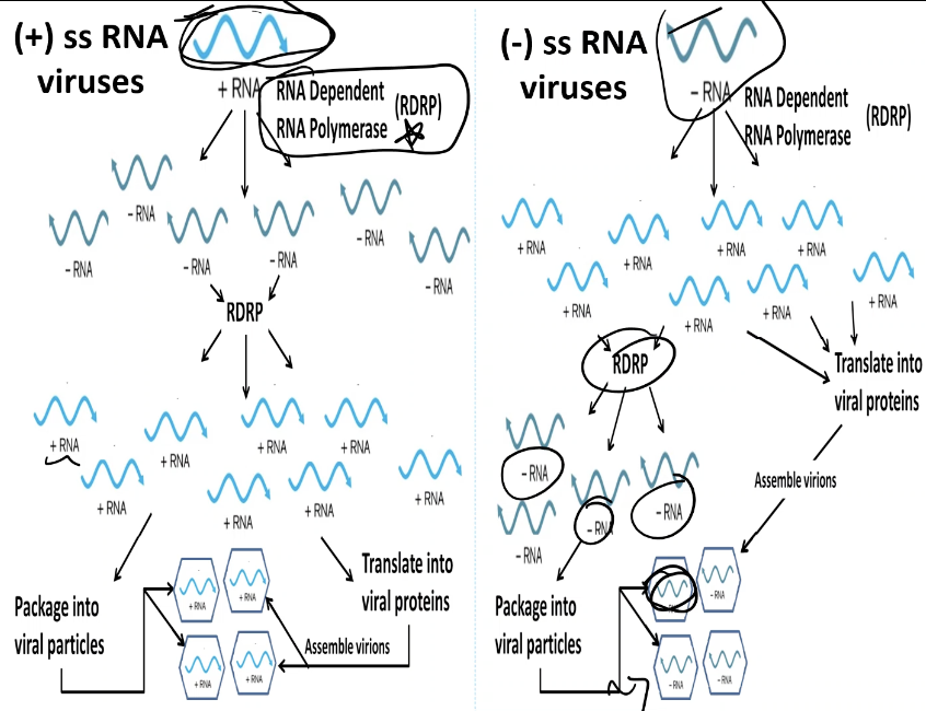 <p><span><strong><span>RNA Virus</span></strong></span></p>