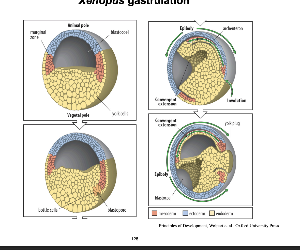 <ul><li><p>Tissue movements which turn 2D→ 3D</p></li></ul><ol><li><p>Bottle cells move inward to form the <strong>doral lip </strong>of the <strong>blastopore</strong></p></li><li><p><strong>archenteron </strong>and cell migrate into the <strong>embryo</strong></p></li><li><p>Moves inside out!</p></li><li><p>Displaces the blastocoel</p></li><li><p>Well established cellular movements in frog gastrulation:</p><ul><li><p>involution</p></li><li><p>conergent extension</p><ul><li><p>converge back to back which enxtends them</p></li></ul></li><li><p>epiboly</p></li></ul></li><li><p>AT THE END:</p><ul><li><p>blastocoel gone</p></li><li><p>embryo surrounded by ectoderm</p></li><li><p>endoderm is <strong>internalised</strong></p></li><li><p>mesoderm is <strong>between these</strong></p></li></ul></li></ol><p></p>