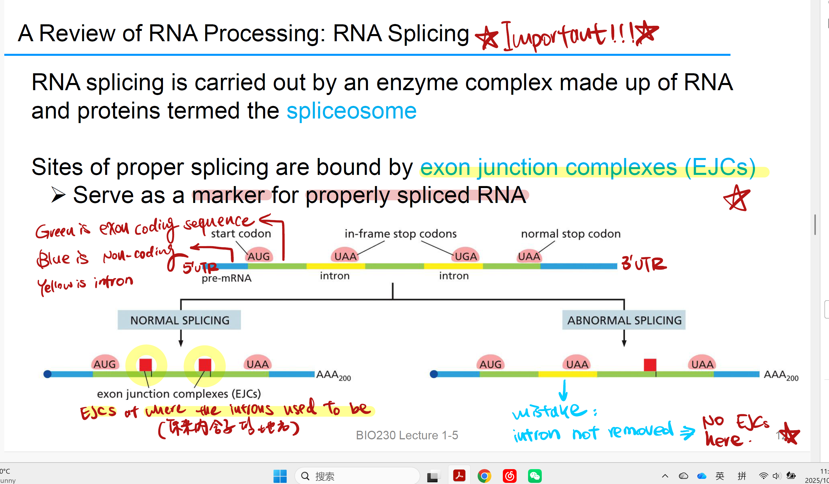 <p>EJCs bind 在Introns切除位点，引导splicing切除introns，没有EJC就不能切除该intron！</p><p>➢ <strong>marker</strong> for properly spliced RN</p><p>并且刺激 translation ensuring proper splicing(at translation initiation)</p>