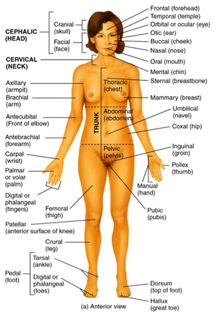 <p>front of body</p>