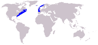 <p>North Atlantic right whale<br>(<em>Eubalaena glacialis)</em><br>Eastern and western North Atlantic<br>13–18&nbsp;m<br>-Stocky black bodies with no dorsal fins<br>-Blow spouts are shaped like a “V.”<br>-Tails are broad, deeply notched, all black with a smooth trailing edge<br>-Bellies may be all black or have irregularly shaped white patches<br>-Pectoral flippers are relatively short, broad, and paddle-shaped.</p>