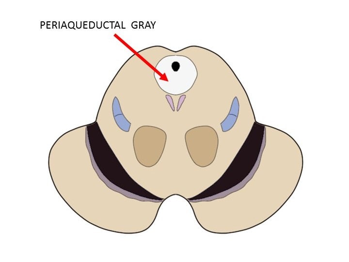 <p>A midbrain region surrounding the cerebral aqueduct, crucial for integrating behavioral and physiological responses to internal and external stressors</p>