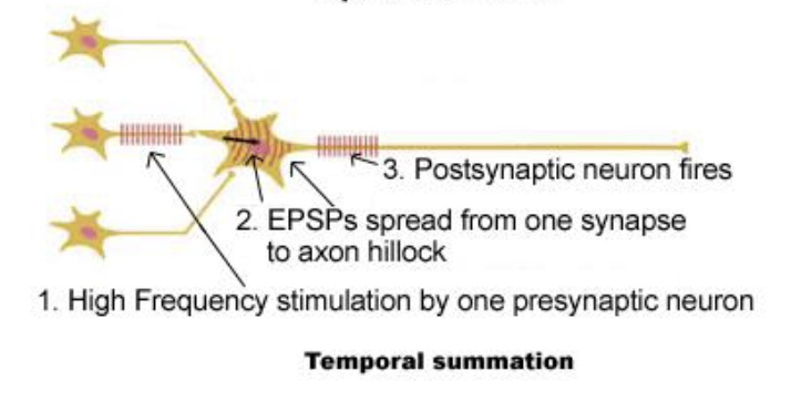 <ol><li><p>high frequency stimulation by 1 presynaptic neuron</p></li><li><p>EPSps spread from 1 synapse to axon hillock</p></li><li><p>postsynaptic neuron fires</p></li></ol><p></p>