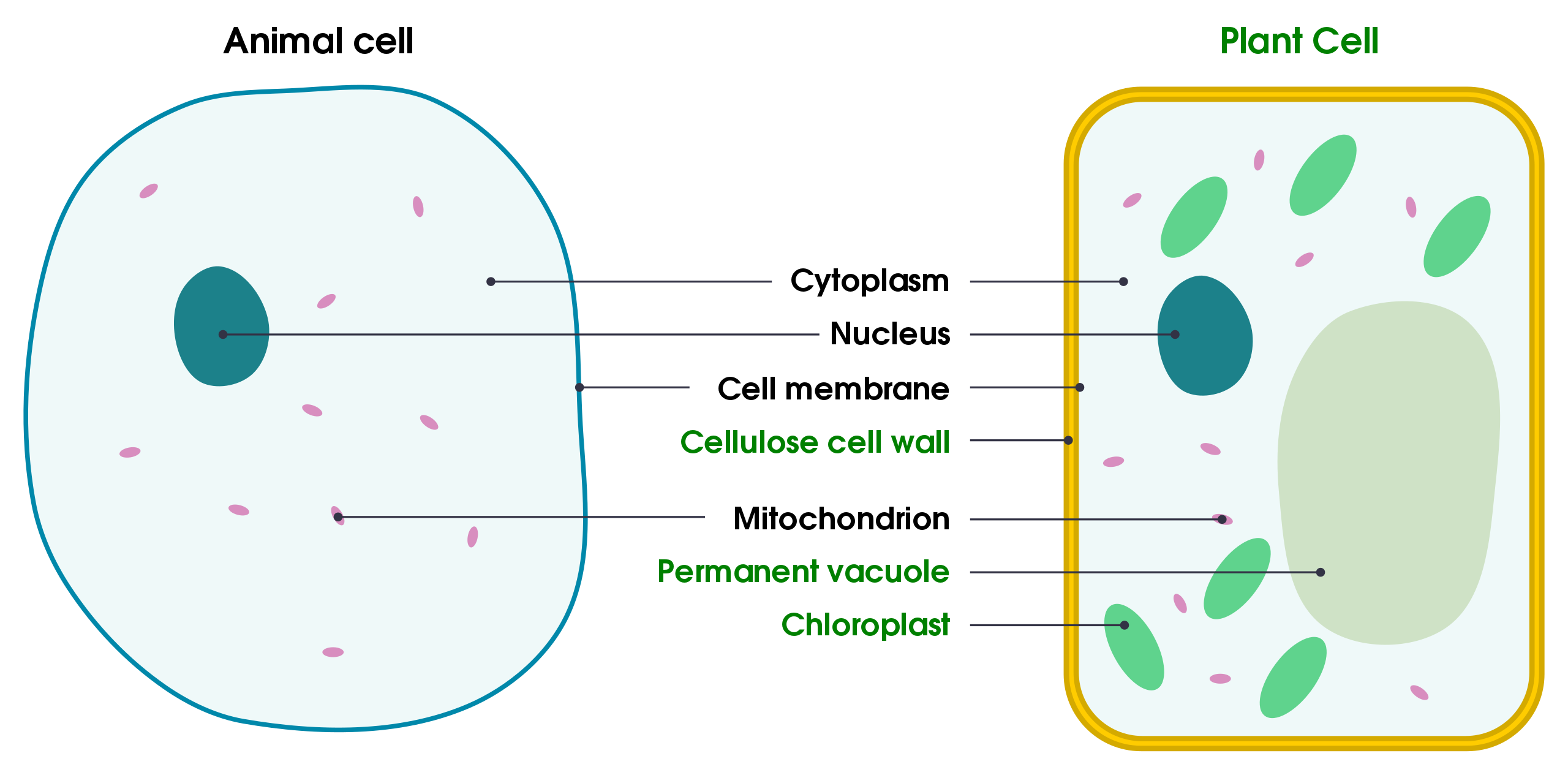 animal cell and plant cell labelled diagram