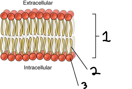 <p>Identify by number the hydrophobic phospholipid tails and the hydrophilic heads.</p>