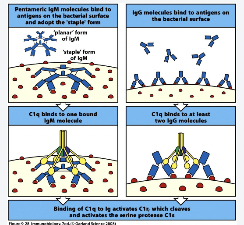 <ul><li><p>C1q binds</p></li><li><p>Conformational change</p></li><li><p>Activation of C1R which cleaves itself and activates C1S</p></li><li><p>C1S can cleave and activate C4</p></li></ul>