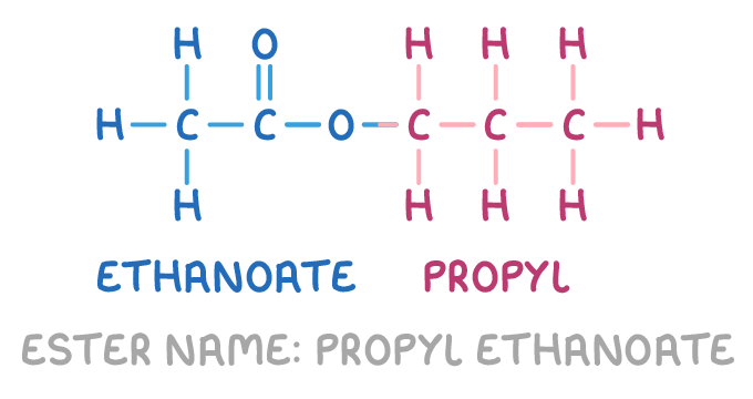 <ul><li><p>first part - from alcohol used (on RHS)</p></li><li><p>second part - from carboxylic acid used (on LHS)</p></li></ul><p></p>