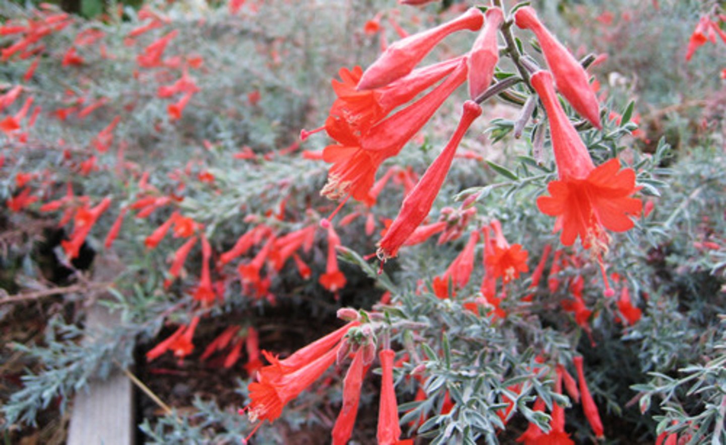<p>California fuchsia</p>