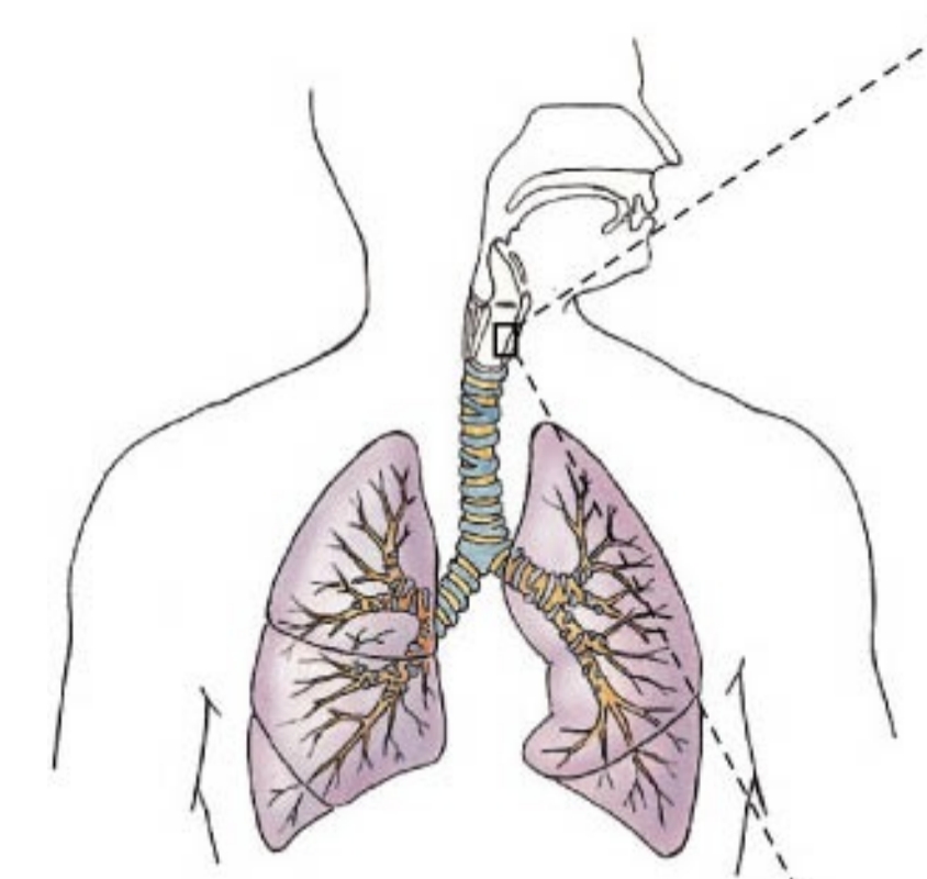 <p>What are the two functional portions of the respiratory system?</p>