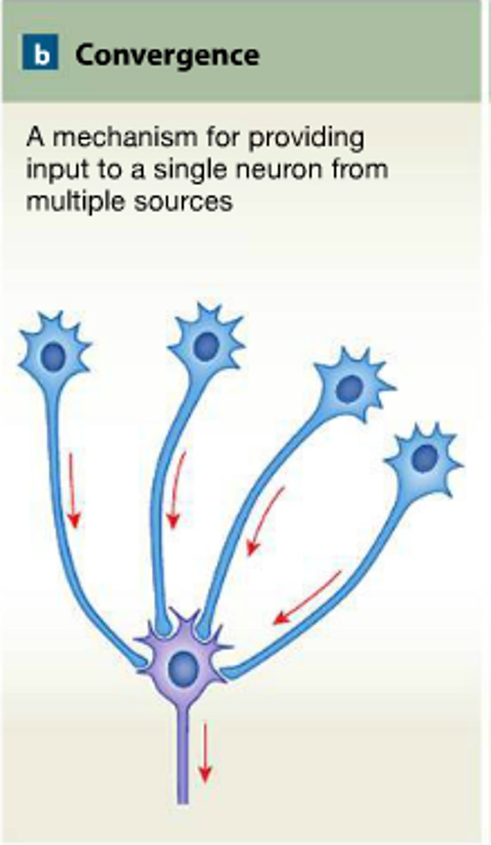 <p>Several rods combine together and converge onto a gangleion cell.</p><p>Ex: if a ganglion cell needs 10 units to fire but its dim and the cones are only getting 3 units each, it won't fire. However, 2 units per rod combined will get a ganglion cell to fire</p>