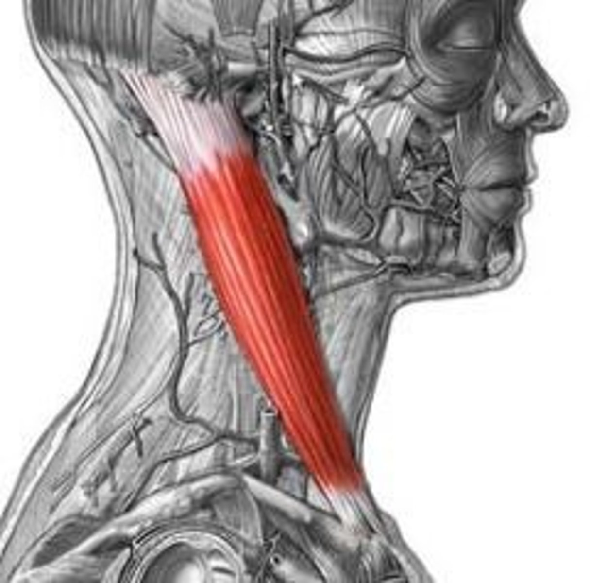 <p>Muscle that rotates and flexes the neck</p><p>Muscles of face</p>