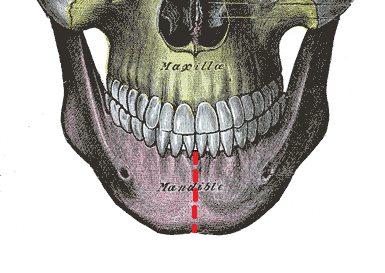 <p>mandible </p>