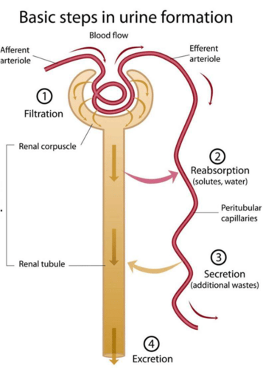 <p>It reaches a peak of about 1,200 mOsm/L.</p>
