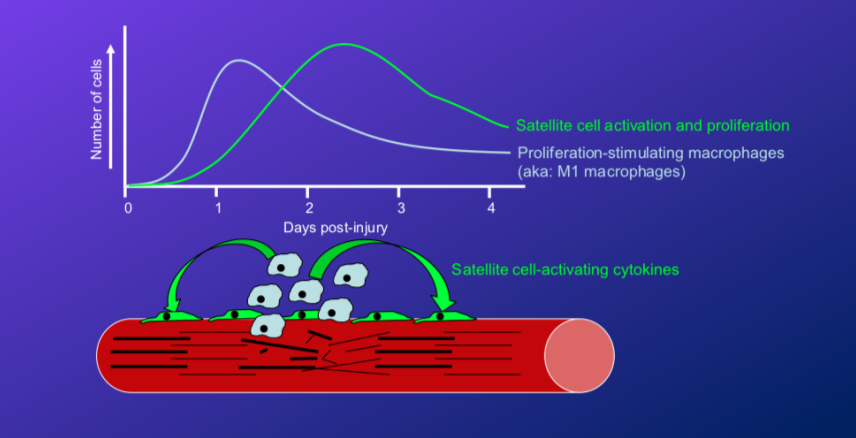 <p>-these are the first macrophages that are recruited to the damage and proliferate and cleanup</p><p>-they release the cytokines that cause SC activation and proliferation</p>