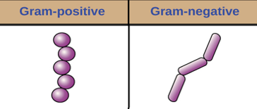 <p><strong>Iodine</strong> - Mordant makes dye less soluble so it adhere to cell walls </p><p><strong>Cell effects</strong> - Cells remain purple or blue </p>