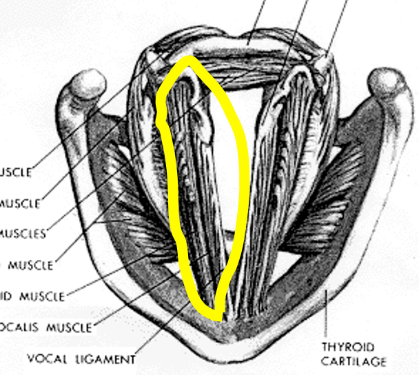 <p>TA- maid vocal folds </p>