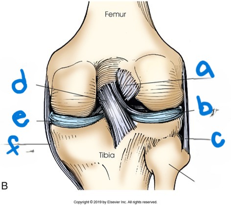 <p>what letter is the lateral meniscus?</p>