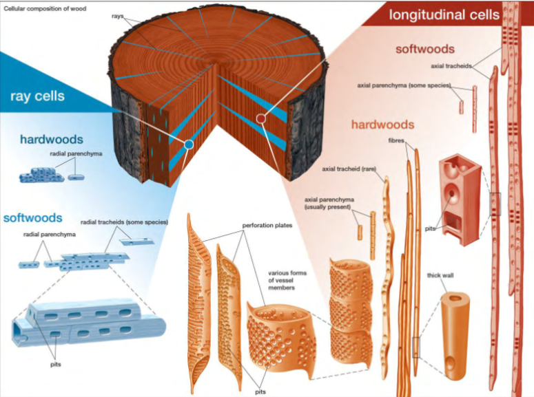<ul><li><p>Ray cells and longitudinal/tracheid cells</p></li></ul><p></p>