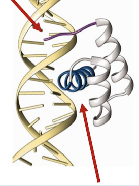 <p>The N-terminal tail contacts the DNA minor groove, and the alpha-helix (recognition helix) is inserted into the major groove.</p>