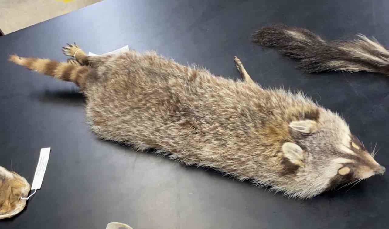 <ul><li><p>Order- Carnivora</p></li><li><p>fam- Procyonidae </p></li></ul><p>med sized carnivore. distinctive blackish facial mask outlined with white. tail long nad alternating black and buff rings. tip of tail black. their incissors are unspecialized and their canines are moderately long and ovate in cross section. the molars are wide and lack sharp canassials. nocturnal and omnivorous. </p>
