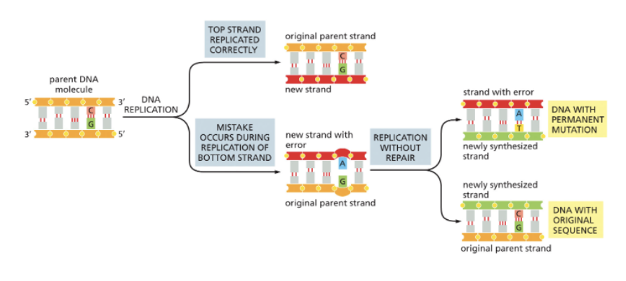 <ul><li><p>MUST BE CORRECTED TO AVOID MUTATIONS!</p></li></ul><p></p>