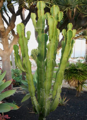 <p><em>Euphorbia lactea</em> - Cold Hardiness (zone 10a,10b, 11a,11b), can grow to 15ft tall, full sun to partial sahde, xerophyte, houseplant, toxic if eaten, tolerates dear</p>