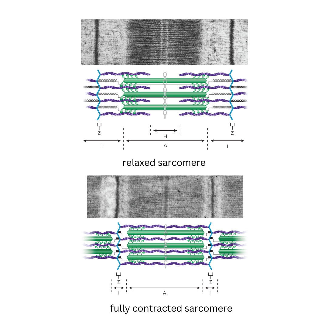 <p><strong>9.3: Skeletal Muscle Anatomy: Fibers</strong></p><p>explains how muscles contract at a cellular level, describing the process where thin actin filaments slide past thick myosin filaments within a muscle fiber, causing the muscle to shorten and generate force, powered by the energy from ATP molecules</p>