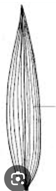<p>venation</p>