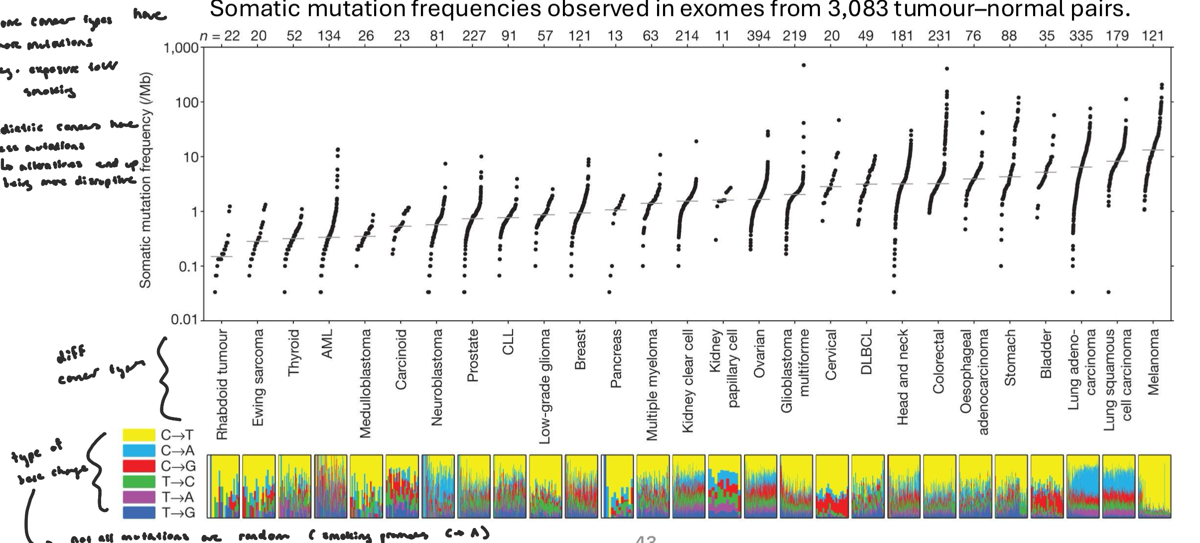 <ul><li><p>mutation burden varies by cancer type, exposure, age of onset, DNA repair ability, etc.</p></li><li><p>some cancer types have more mutations (e.g. exposure to UV/smoking)</p><ul><li><p>pediatric cancer have less mutations, but alterations end up being more disruptive </p></li></ul></li></ul><p></p>
