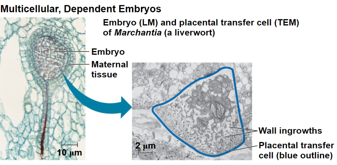 <p>The diploid embryo is retained within the tissue of the female gametophyte.</p><ul><li><p>Plants are called embryophytes</p></li></ul>