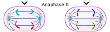 <ul><li><p>each sister chromatid is separated and moves toward opposite poles</p></li><li><p>two new individual chromosomes at each pole</p></li></ul><p></p>