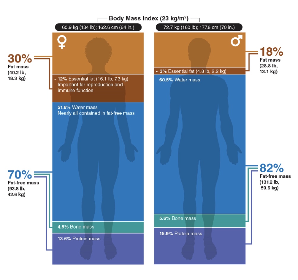 <p><span>-Expressed as the relative percentage of mass that is fat (FM) and fat-free (FFM) using a <u>two-component</u> model</span></p><p><span>-Estimated with methods that vary in terms of complexity, cost, and accuracy</span></p>