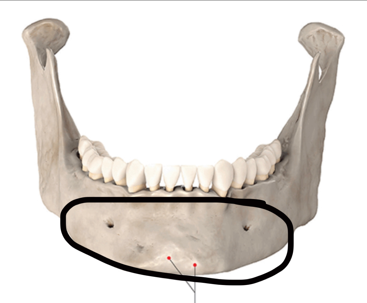 <p>Name this region of the mandible:</p>