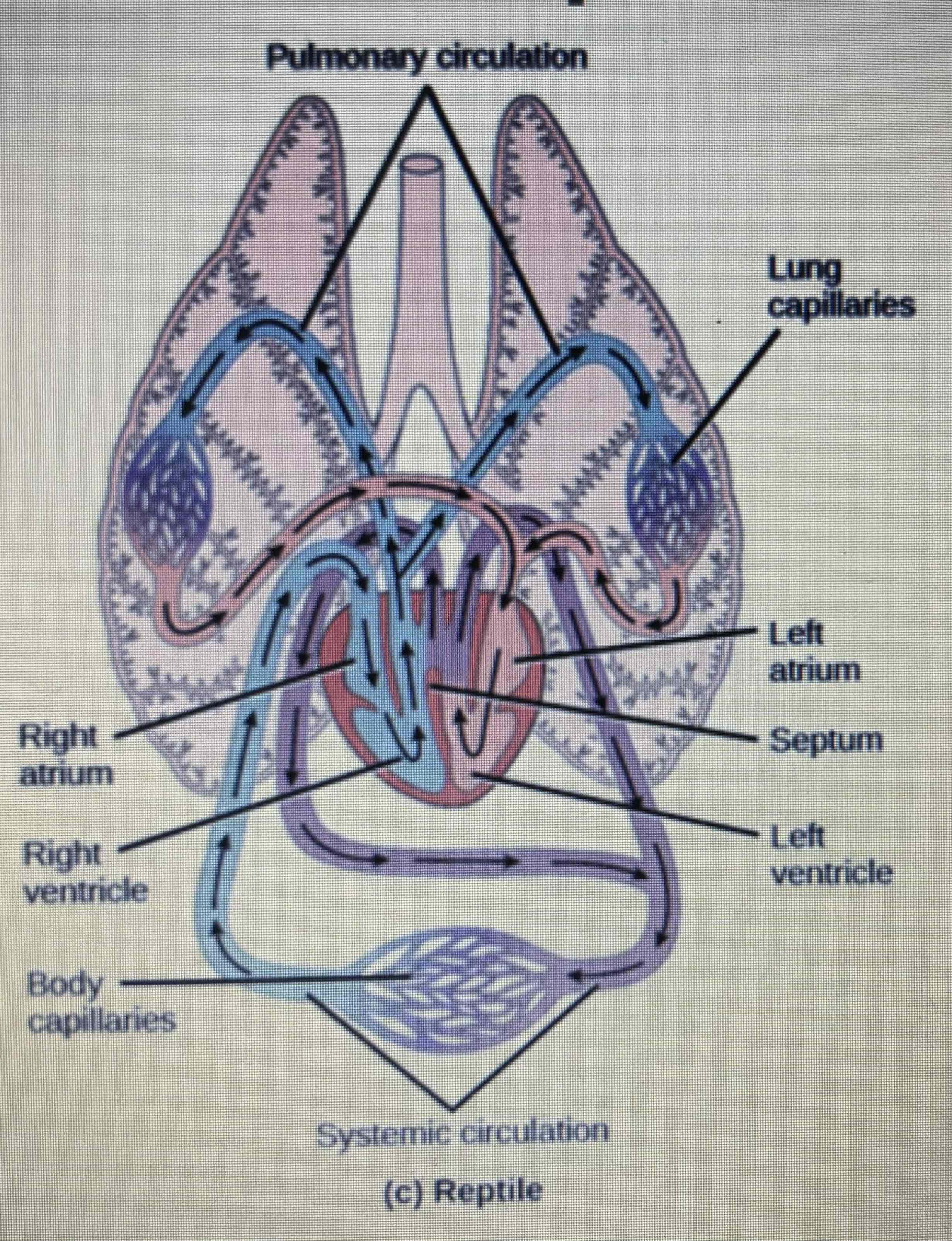 <p>Double</p>