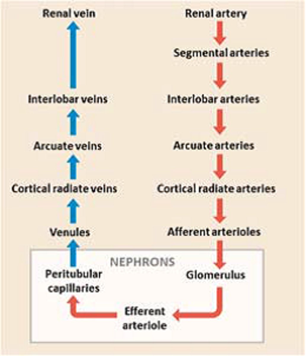 <p>renal artery-->interlobar artery-->arcuate artery-->cortical radiate artery-->afferent arteriole-->glomerular capillaries-->efferent arteriole-->peritubular capillaries-->vasa recta-->cortical radiate vein-->arcuate vein-->interlobar vein-->renal vein</p>