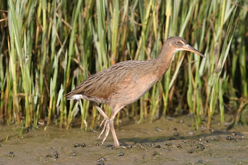 <p>Order: Gruiformes Family: Rallidae</p>