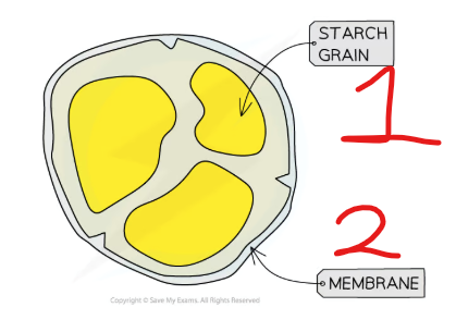 <ol><li><p>Starch grain</p></li><li><p>membrane</p></li></ol><p></p>