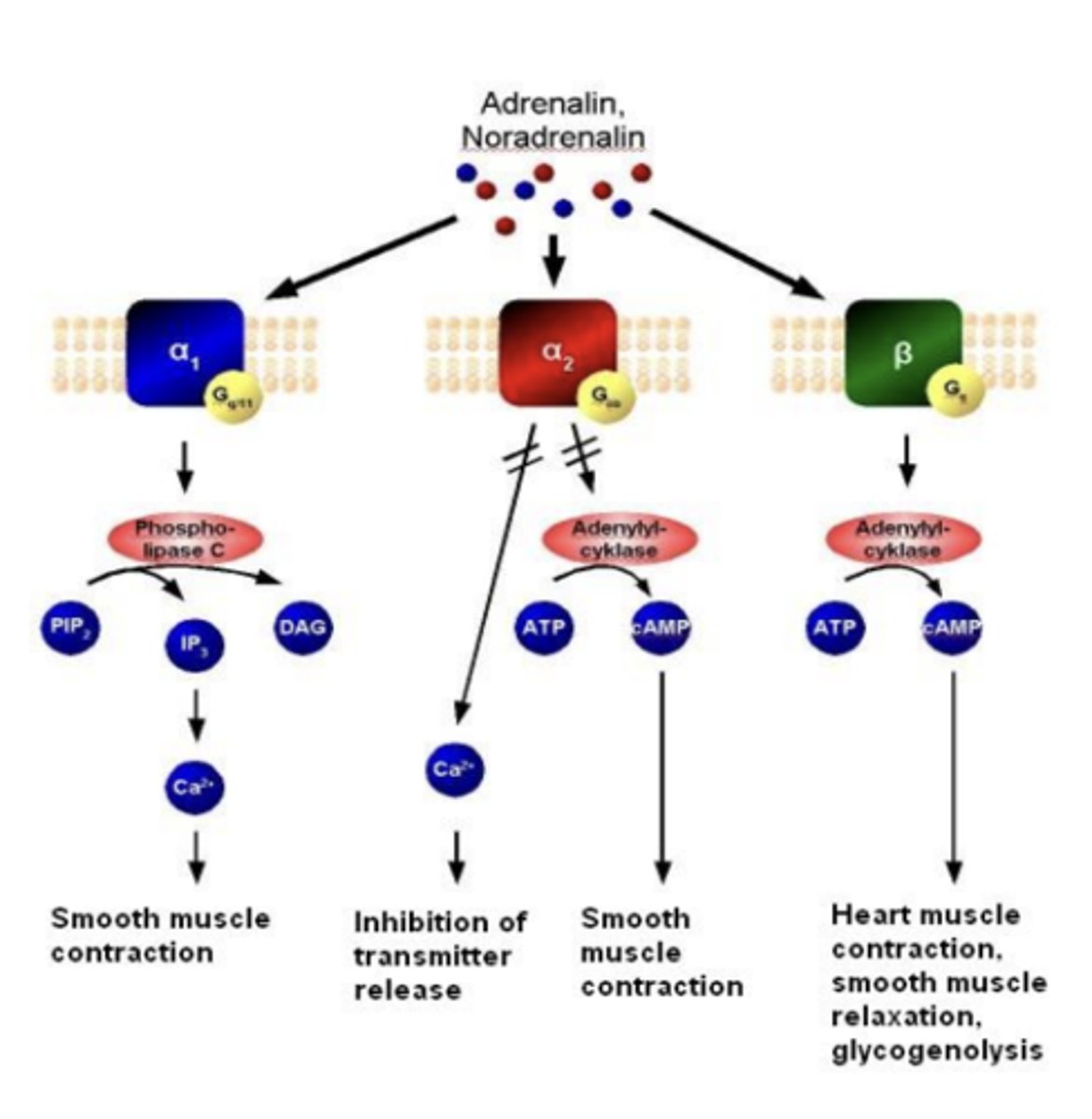 <p>α1 -&gt; Gq -&gt; α1A, α1B, α1D</p><p>activation of phospholipase C</p>