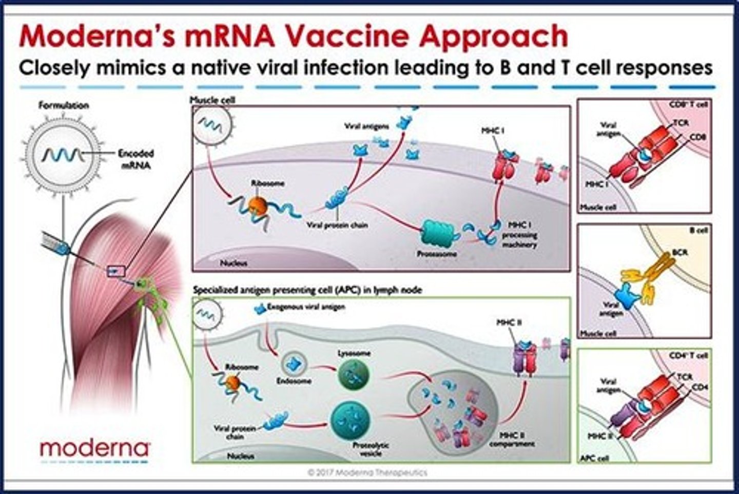<p>The Moderna Covid-19 mRNA vaccine.</p>