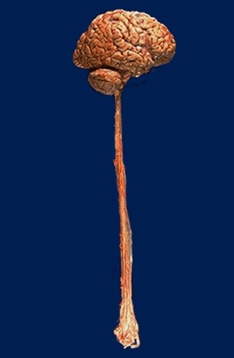 <p>bone marrow, spinal cord</p>