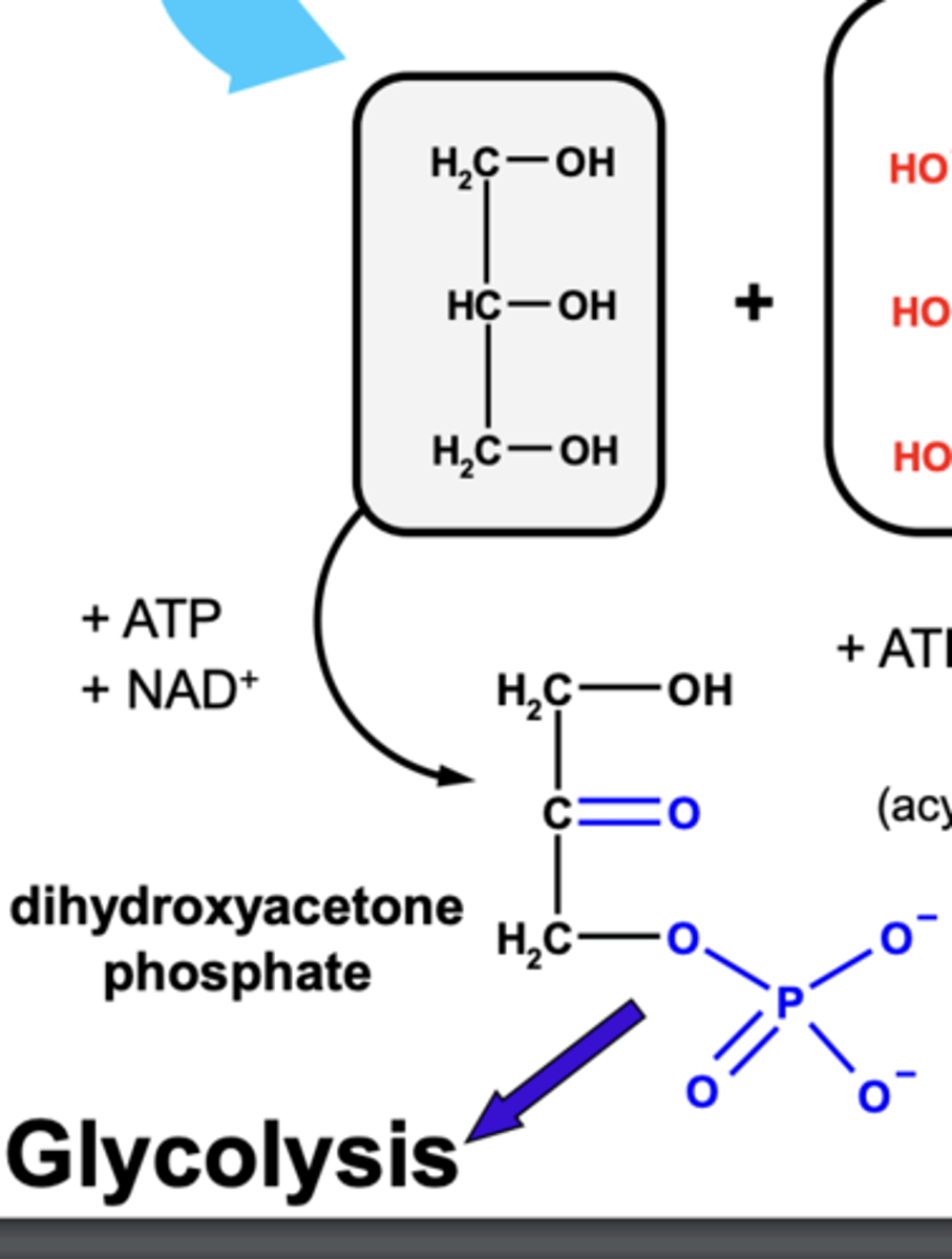 <p>- TAG's are broken down into glycerol and fatty acids.</p><p>- Glycerol is then oxidised to form a carbonyl group.</p><p>- ATP is then dephosphorylated to add a phospahte ion to the glycerol molecule.</p><p>- This form dihydroxyacetone phosphate (DHAP)</p><p>- DHAP is an intermediate in glycolysis which can be converted into pyruvate so cabohydrate metabolism can continue to produce ATP.</p>