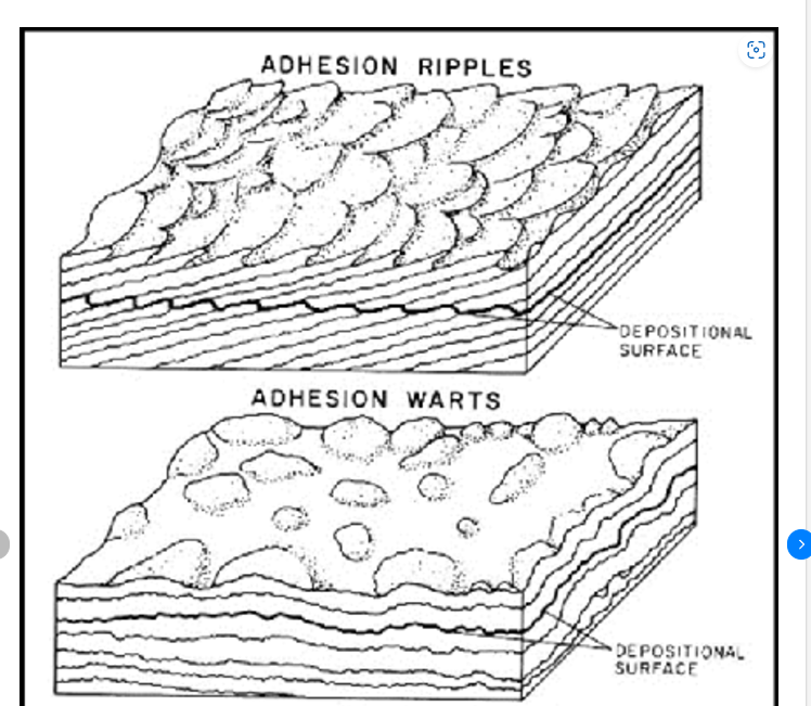 <p>Dry sand grains in aeolian environment coagulate into minute lumps due to sprinkling of water, such as during light rains. These lumps are known as warts.</p><p>Adhesion ripples form when deflated sand grains adhere to a wet surface. Irregular adherance of sand grains give rise to a crinkled structure, more or less forming a ripple like pattern.</p><p>-Adhesion ripples can be used as way up indicator.</p>