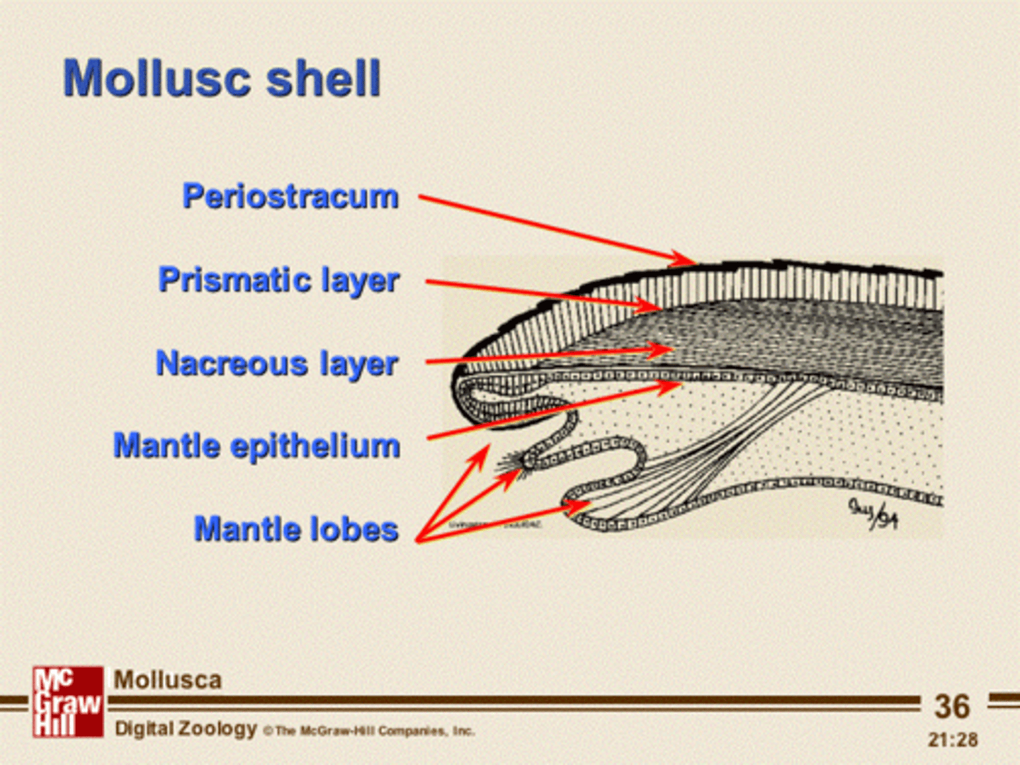 <p>Outer most layer<br>Composed of proteins that protect the shell from dissolution and boring organisms</p>