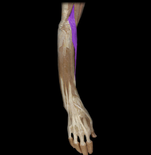 <p>laterally on the arm, originates at humerus and goes to styloid process of radius, flexion @ elbow</p>