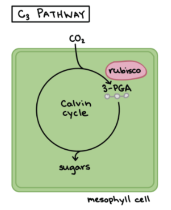 <ul><li><p>NO adaptations to limit photorespiration → when the weather is <strong>hot</strong> + <strong>dry</strong> as Rubisco will pick up <strong>more O2</strong></p></li></ul><ul><li><p>CO2 is fixed <strong>DIRECTLY</strong> from the air</p></li><li><p>Photosynthesis <strong>decreases</strong></p></li><li><p>Photorespiration <strong>increases</strong></p></li></ul><p></p>