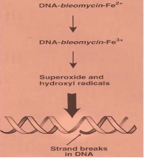 <p><strong>oxidation of DNA-bleomycin-Fe(II) complex</strong> → production of toxic free radicals → inhibit DNA synthesis</p>