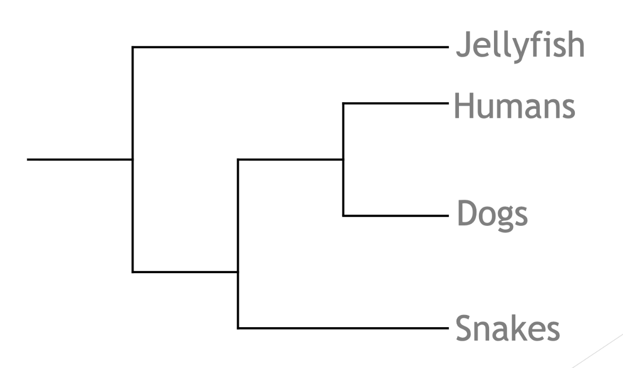 <p>Cladogram</p>