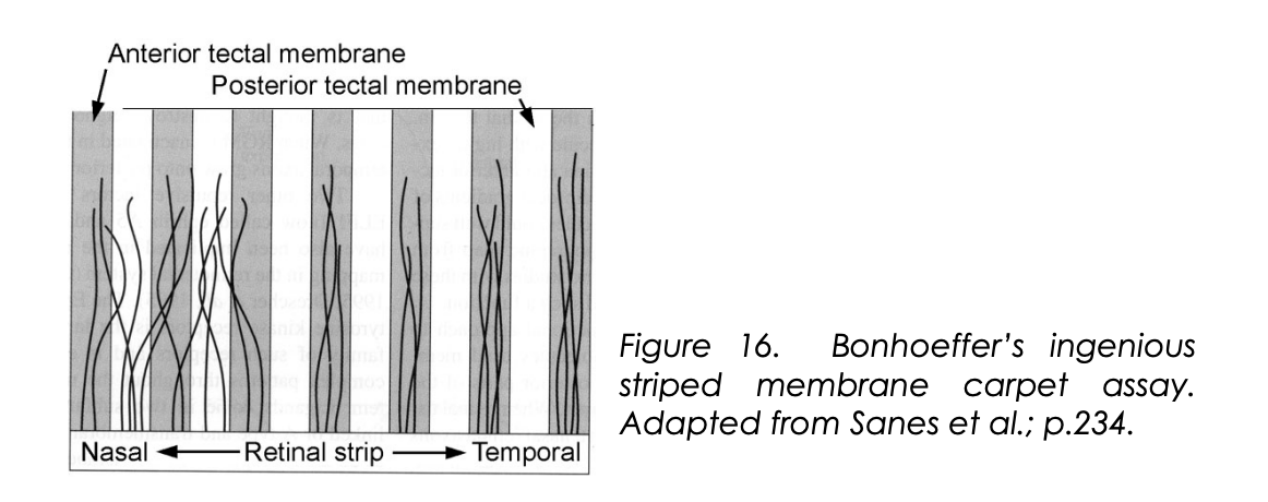 <p>Results from the striped carpet assay</p>