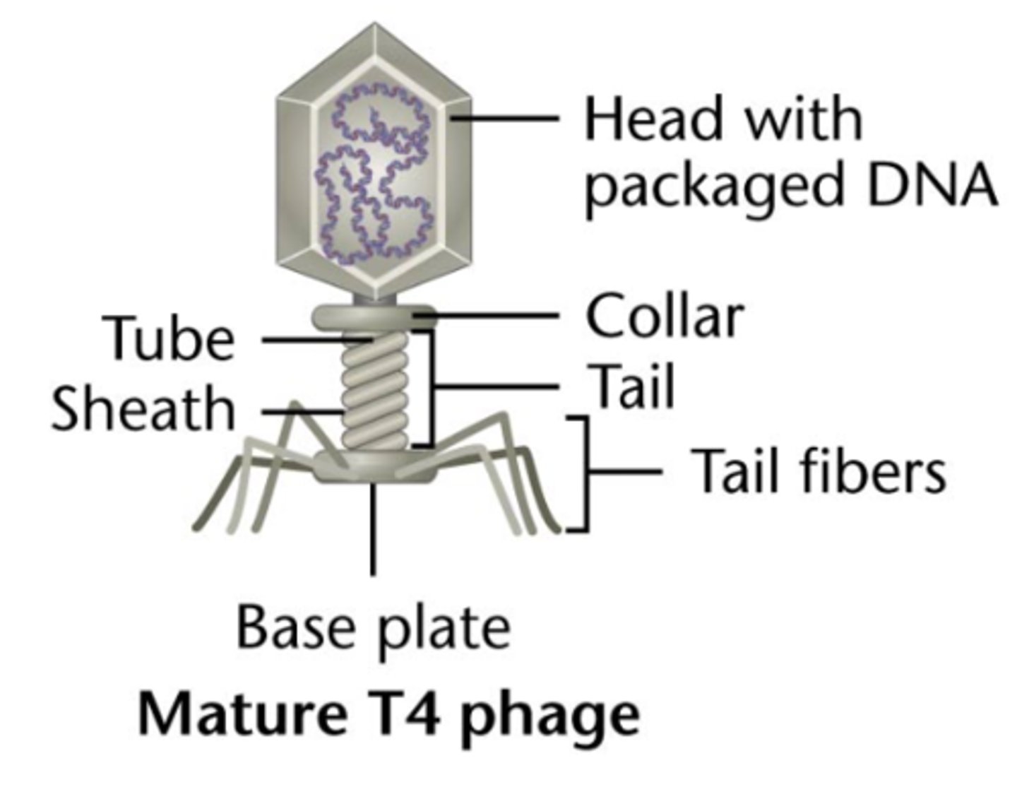 <p>bacterial virus</p>