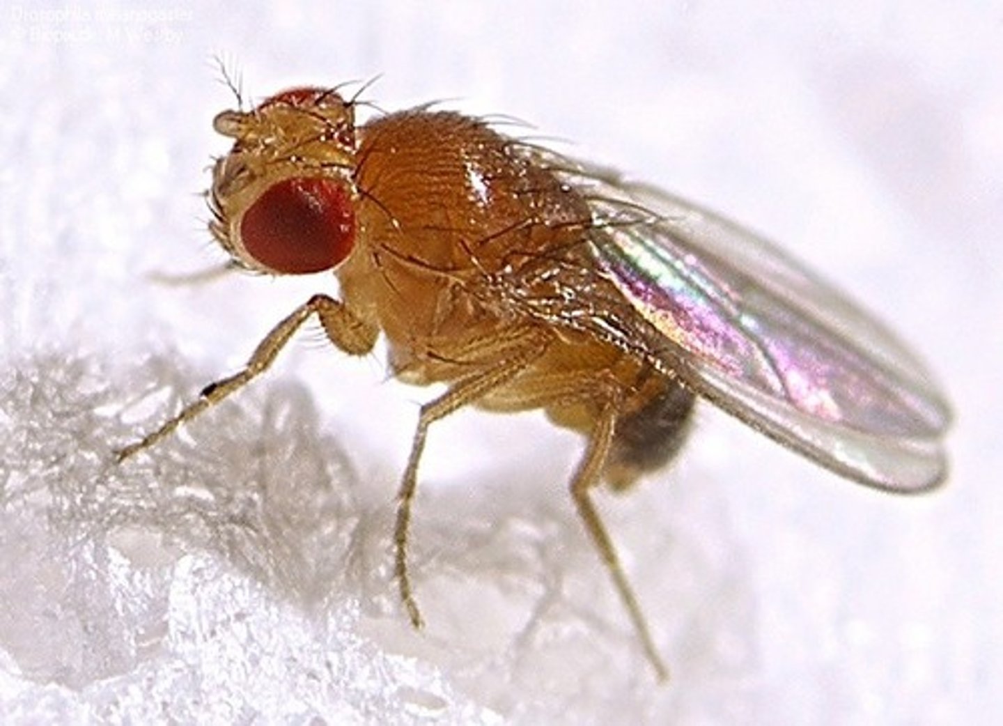 <p>Typically clear wings</p>